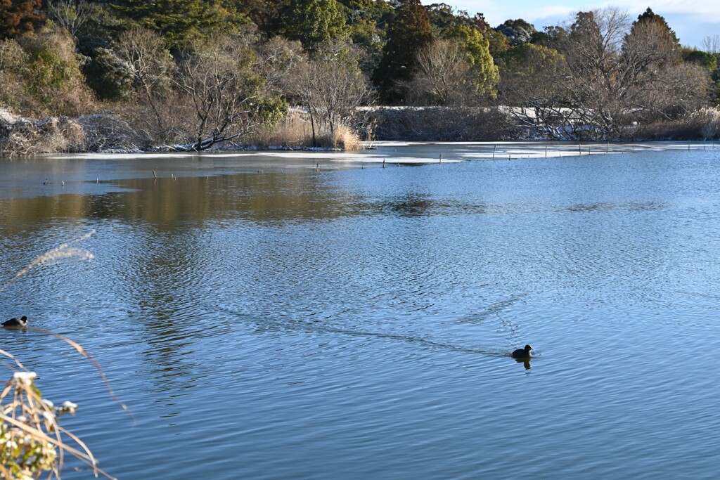 寒い朝の池・・・①