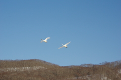 タンチョウじゃなくて白鳥ざんす。