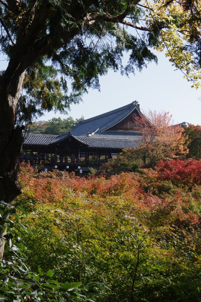 2017秋・・・京都・東福寺にて⑤