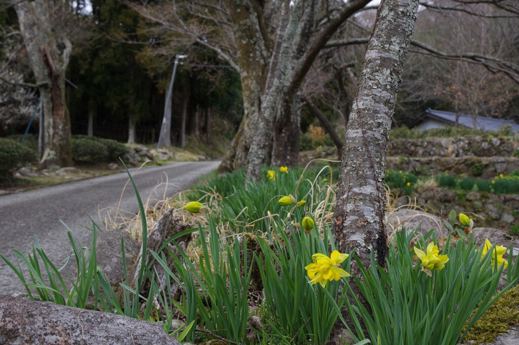 田舎道　3月・・・③