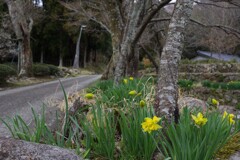 田舎道　3月・・・③