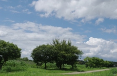 夏の空・・・平城宮跡①