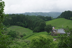 茶畑のある里①