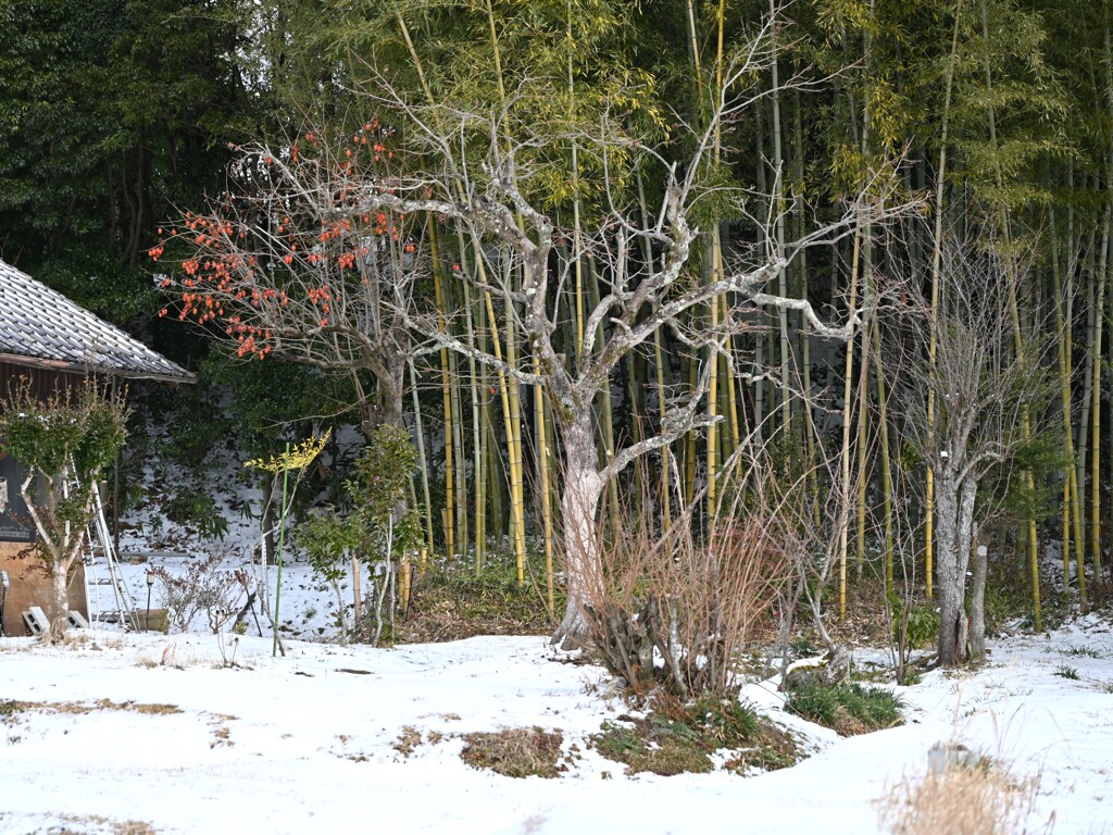 雪景色・・・①