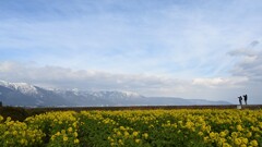 菜の花・・・③