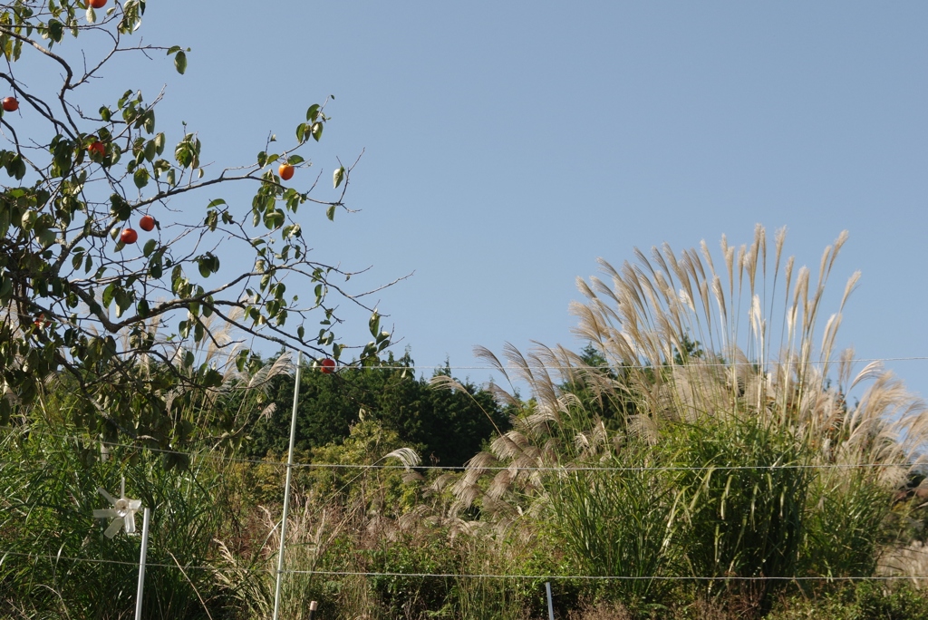 里の秋・・・田原⑨