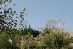 里の秋・・・田原⑨