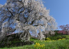 大宇陀　又兵衛桜・・・②