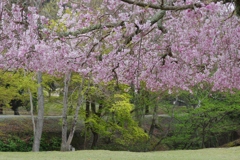 今年見た桜４月・・・・・・⑰