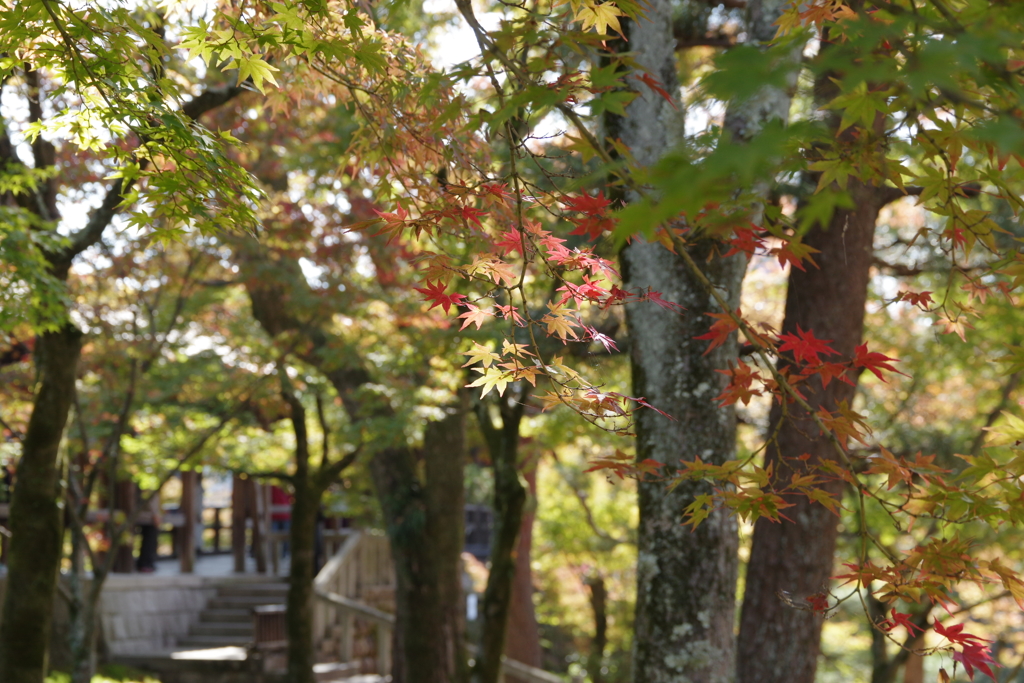 2017秋・・・京都・東福寺にて④