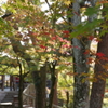 2017秋・・・京都・東福寺にて④