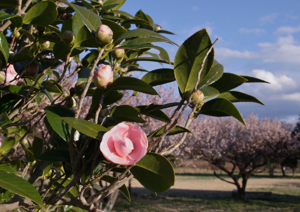 春近し・・・⑦