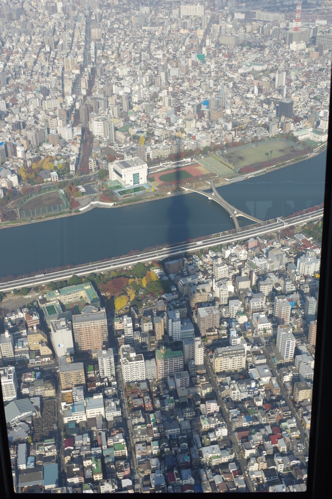 影も背高のっぽ・・・。