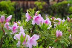 雨の日・・・④