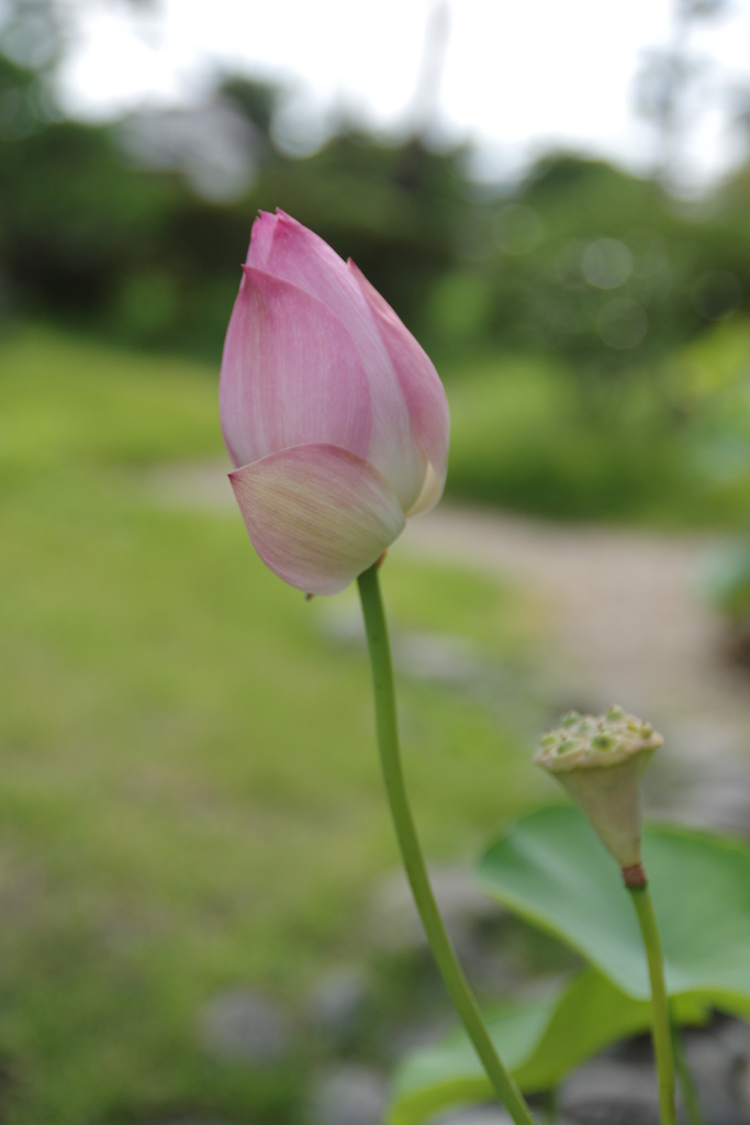 蓮・・・奈良・喜光寺より⑥