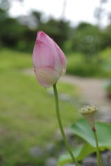 蓮・・・奈良・喜光寺より⑥