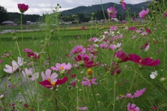 コスモス・・・③