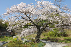 この春一番！・・・③