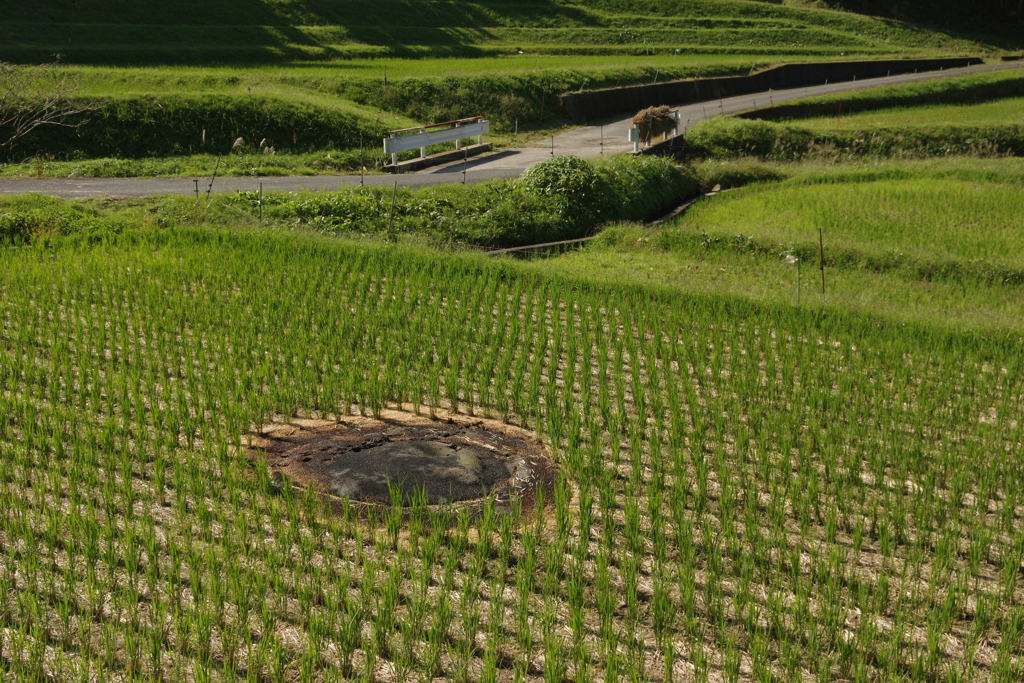 里の秋・・・田原②
