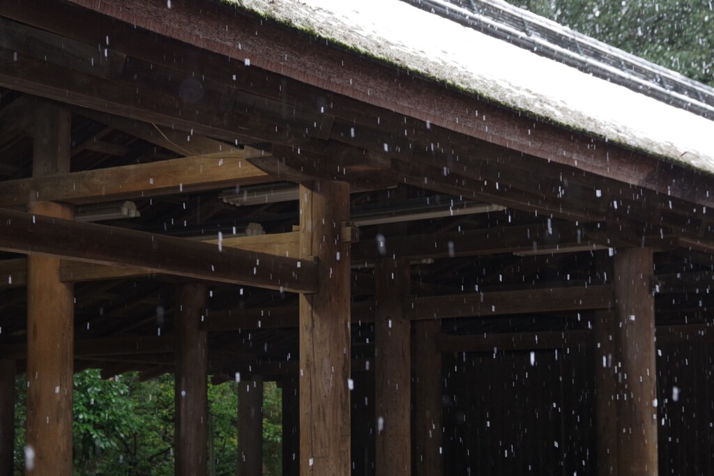 雪・春日大社にて・・・⑨