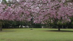 今年見た桜４月・・・・・・⑪