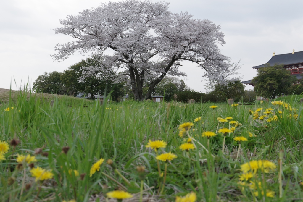 桜・・・平城宮跡にて①