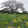 桜・・・平城宮跡にて①