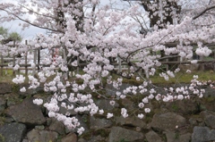 桜・・・郡山城にて③