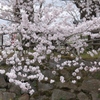 桜・・・郡山城にて③