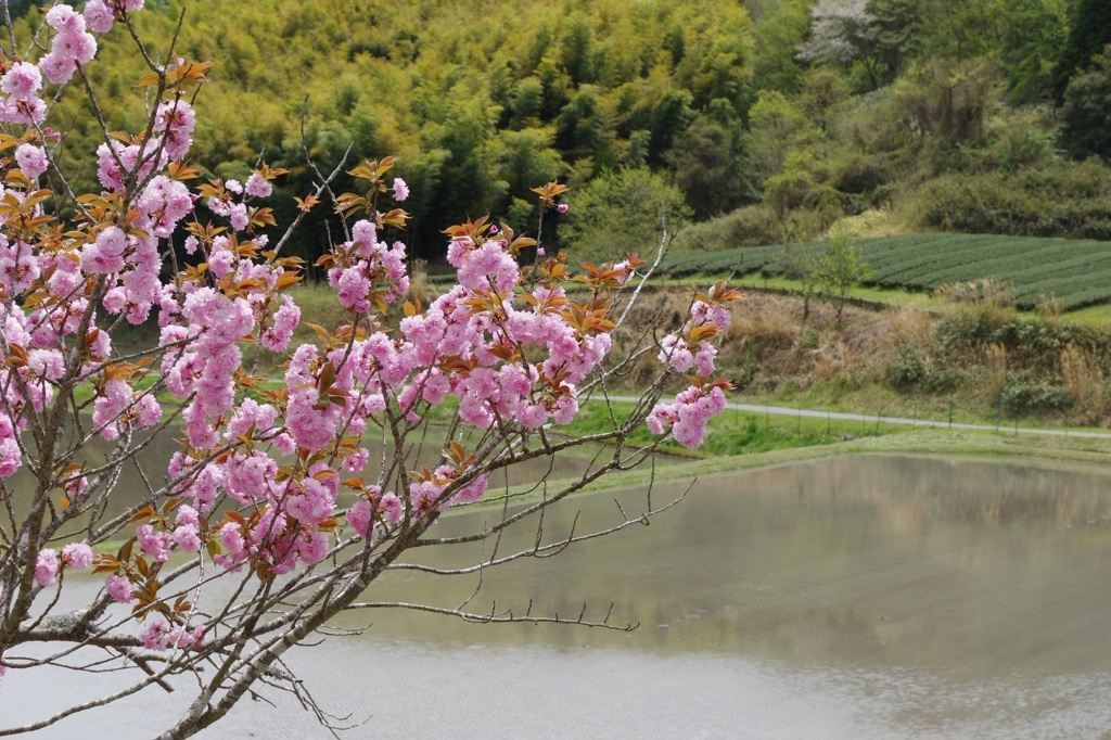 今年見た桜４月・・・・・・①