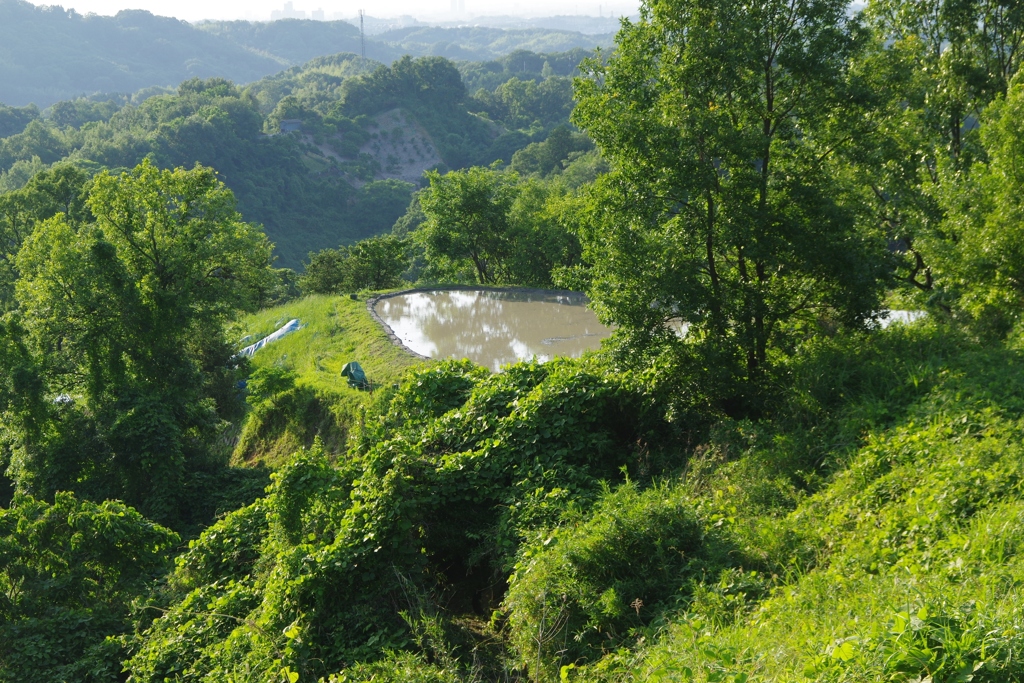 6月の田んぼ・・・諸々⑧