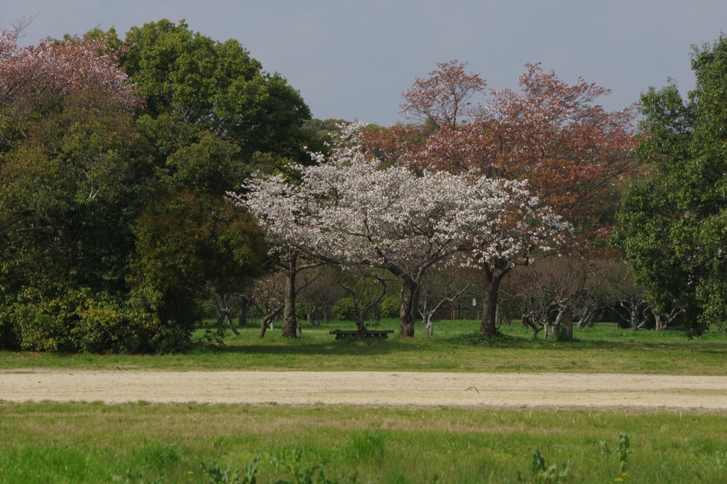 桜・・・平城宮跡にて⑤