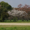 桜・・・平城宮跡にて⑤