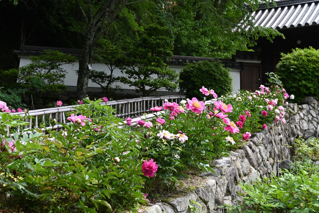 長谷寺　五月・・・⑤