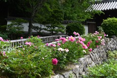 長谷寺　五月・・・⑤