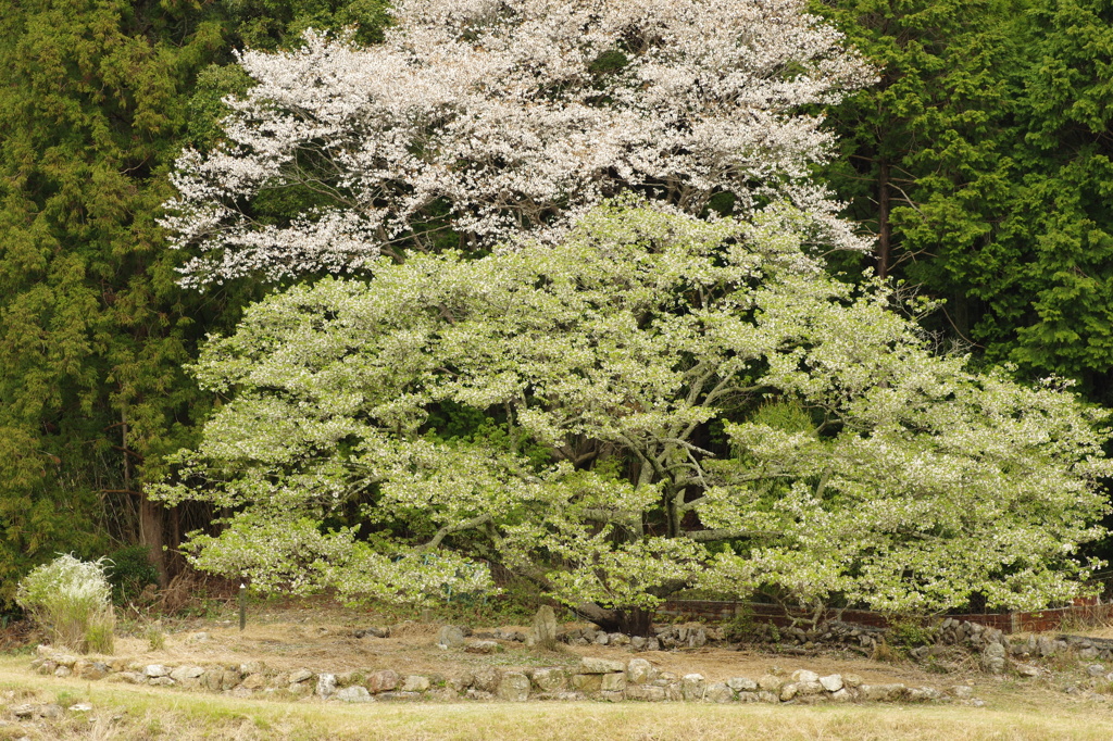 恵利原の大島桜②