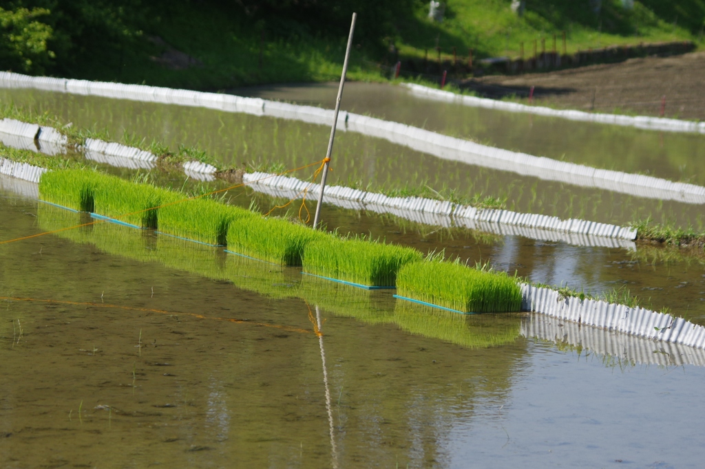 6月の田んぼ・・・④