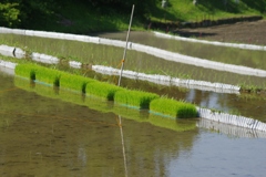 6月の田んぼ・・・④