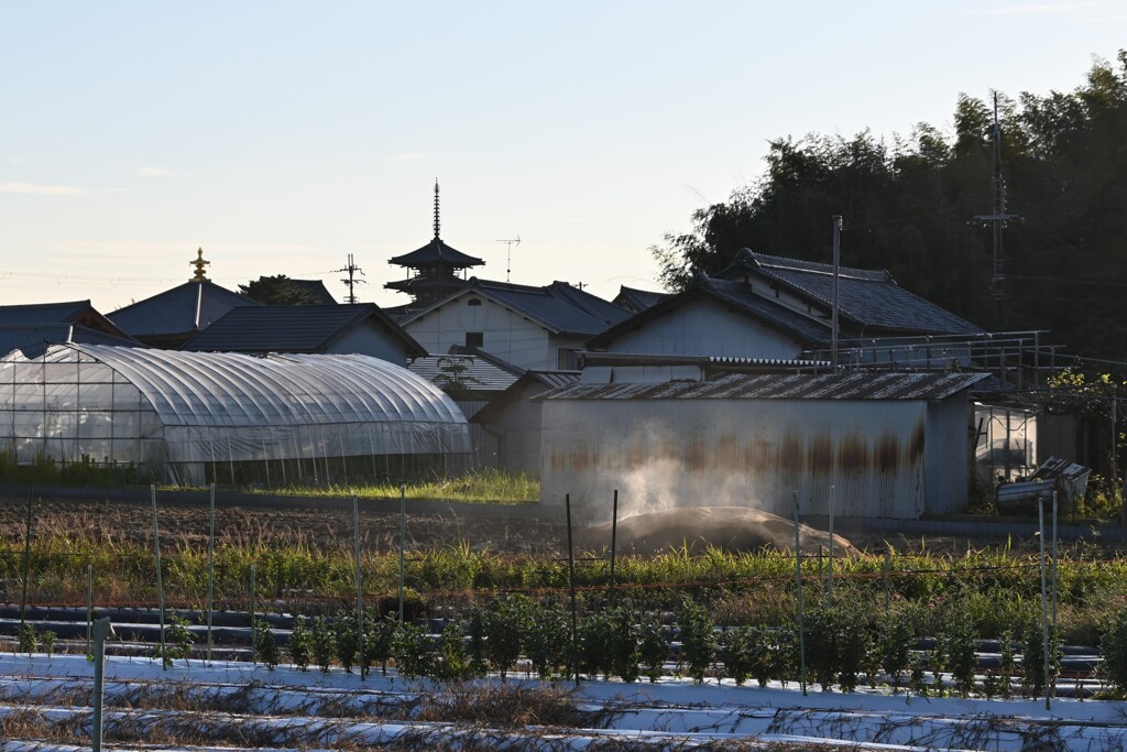 斑鳩お散歩・・・⑧