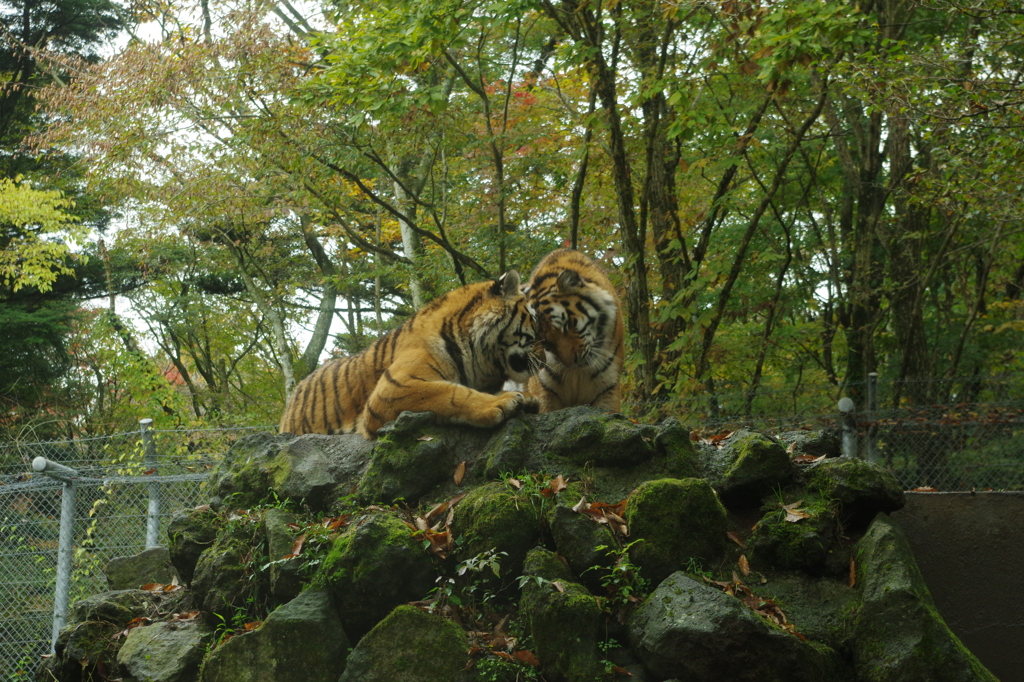 なかよし。なかよし。