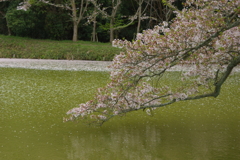 行く春を惜しみつつ・・・永久寺跡⑩