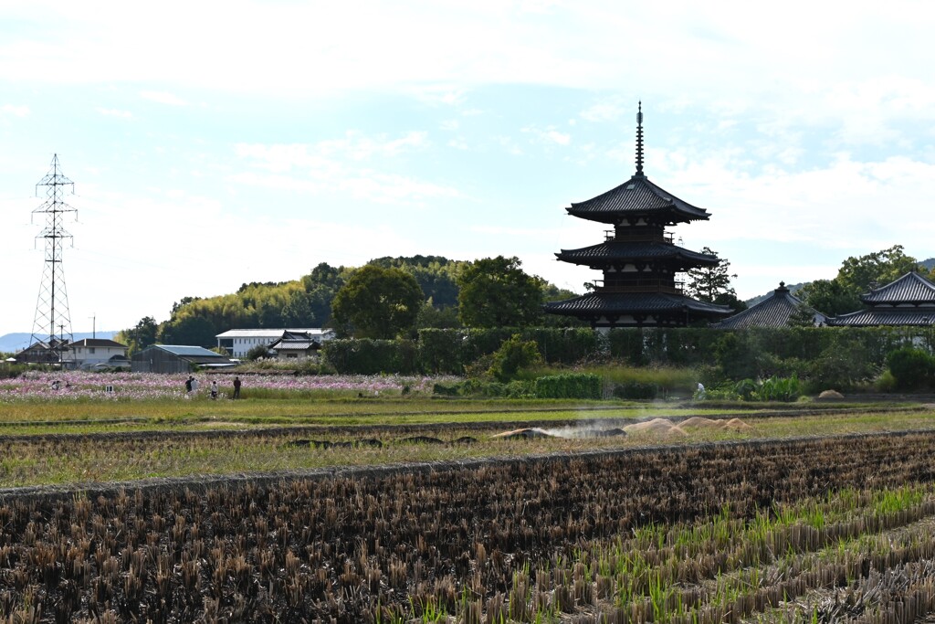 斑鳩お散歩・・・②