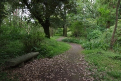 森をお散歩・・・①