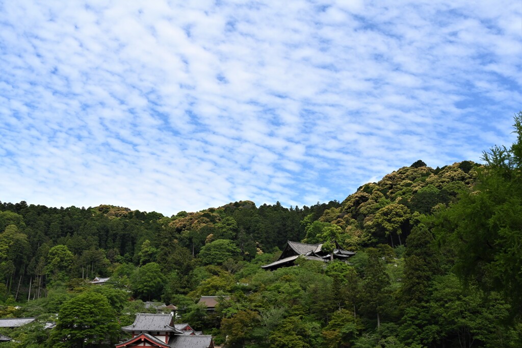 長谷寺　五月・・・①