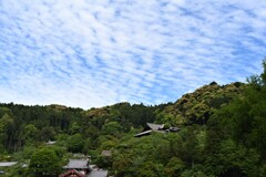 長谷寺　五月・・・①