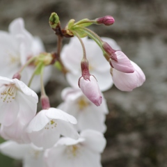 桜・・・郡山城にて④