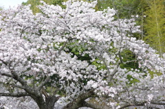 この春一番！・・・⑤