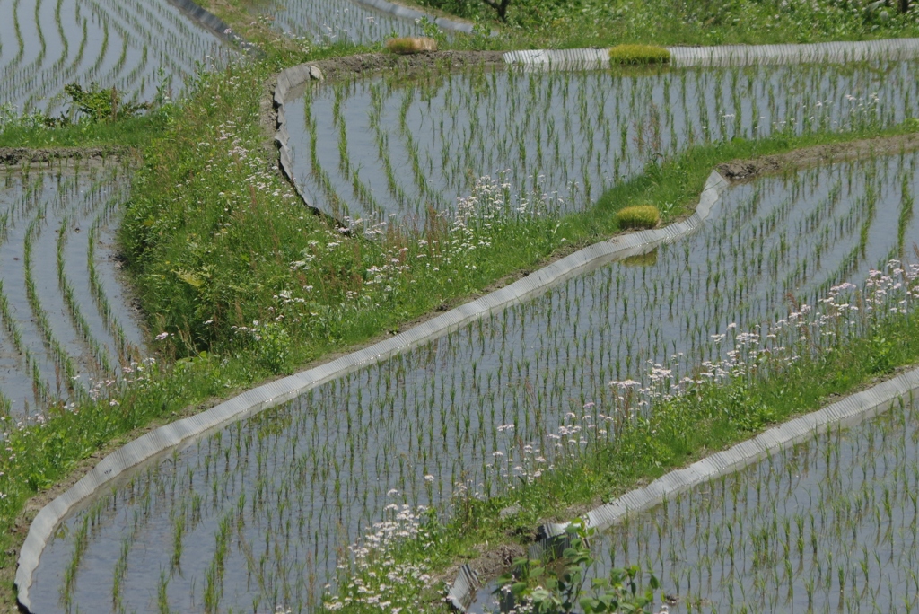 初夏……里の田んぼ①