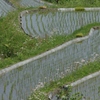 初夏……里の田んぼ①