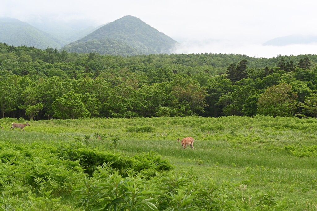 鹿のいる風景・・・⑤